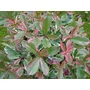 Kép 1/2 - Örökzöld korallberkenye   PHOTINIA FRASERI PINK MARBLE T1/2 K18