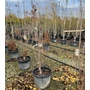 Kép 1/2 - Vöröslevelű oszlopos juhar  ACER PLATANOIDES CRIMSON SENTRY 150/200 K55