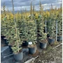 Kép 1/2 - arany Atlasz cédrus  CEDRUS ATLANTICA AUREA 100/125 K18