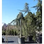 Kép 1/2 - Kék csüngő atlasz cédrus CEDRUS ATLANTICA GLAUCA PENDULA 20/25 K200