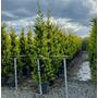 Kép 1/2 - Arany lombú leyland ciprus CUPRESSOCYPARIS LEYLANDII GOLD RIDER 200/250 K30