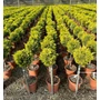 Kép 1/2 - Arany lombú leyland ciprus CUPRESSOCYPARIS LEYLANDII GOLD RIDER T1/4 K9