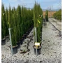 Kép 1/2 - Európai ciprus   CUPRESSUS SEMPERVIRENS TOTEM 125/150 K15