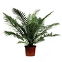 Kép 1/2 - Erdei bordapáfrány BLECHNUM SILVER LADY