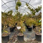 Kép 1/2 - Japán juhar   ACER PALMATUM SUMMERGOLD 100/125 K15