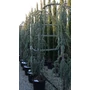 Kép 1/2 - Kék csüngő atlasz cédrus CEDRUS ATLANTICA GLAUCA PENDULA 200/250 K55
