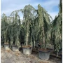 Kép 1/2 - Kék csüngő atlasz cédrus CEDRUS ATLANTICA GLAUCA PENDULA 300/350 K150