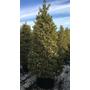 Kép 2/2 - Közönséges magyal   ILEX AQUIFOLIUM ARGENTEOMARGINATA KÚP 200/250 K110