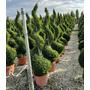 Kép 1/2 - Leyland ciprus   CUPRESSOCYPARIS LEYLANDII SPIRÁL 170/180 K35