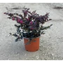 Kép 1/2 - Kínai rojtosvirág   LOROPETALUM CHINENSE BLACK PEARL K3