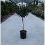 Kép 1/2 - Örökzöld korallberkenye   PHOTINIA FRASERI LITTLE RED ROBIN T1/4 EXTRA K10