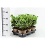 Kép 1/2 - Japán kecskerágó   EUONYMUS JAPONICUS GRAY BEAUTY 20/25 CS15