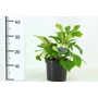 Kép 1/2 - Törpe bangita   VIBURNUM DAVIDII 30/40 K3