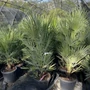 Kép 1/2 - lószőrpálma CHAMAEROPS HUMILIS K10