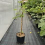 Kép 1/2 - Füge Ficus carica