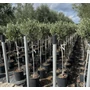 Kép 1/2 - Olajfa OLEA EUROPAEA T1/2 K10