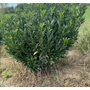 Kép 1/2 - Babérmeggy PRUNUS LAUROCERASUS GAJO 40/60*