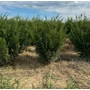 Kép 1/2 - Oszlopos tiszafa TAXUS MEDIA GROENLAND 80/100*