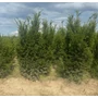 Kép 1/2 - Oszlopos tiszafa TAXUS MEDIA GROENLAND 100/125*