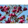 Kép 1/2 - Bíborvörös liliomfa MAGNOLIA SOULANGEANA GENIE 60/80*