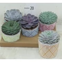 Kép 2/2 - Fás kövirózsa ECHEVERIA KERÁMIÁBAN CS13