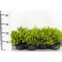 Kép 1/2 - Alpesi hanga   ERICA DARLEYENSIS WHITE PERFECTION 15/20 CS15