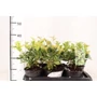 Kép 1/2 - Felemáslevelű illatcserje   OSMANTHUS HETEROPHYLLUS GOSHIKI 20/25 K2