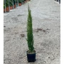 Kép 1/2 - Európai ciprus   CUPRESSUS SEMPERVIRENS TOTEM K3