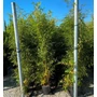 Kép 1/2 - Sárgás bambusz   PHYLLOSTACHYS AUREA 175/200 K15