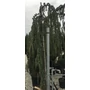 Kép 1/2 - Kék csüngő atlasz cédrus CEDRUS ATLANTICA GLAUCA PENDULA T200 20/25 K130