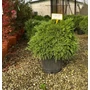 Kép 2/2 - Törpe japán szugifenyő  CRYPTOMERIA JAPONICA GLOBOSA NANA 60/80 K35