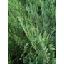 Kép 1/2 - Leyland ciprus   CUPRESSOCYPARIS LEYLANDII 125/150 K9