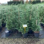 Kép 2/2 - Leyland ciprus   CUPRESSOCYPARIS LEYLANDII 125/150 K9