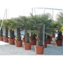 Kép 1/2 - Kínai kenderpálma  CHAMAEROPS EXCELSA T60/80 K35