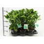 Kép 1/2 - Japán babérsom   AUCUBA JAPONICA ROZANNIE 30/40 CS17