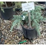 Kép 1/2 - Kék terülő himalájai cédrus CEDRUS DEODARA FEELIN BLUE 20/40 K10
