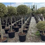Kép 1/2 - Közönséges magyal   ILEX AQUIFOLIUM ARGENTEOMARGINATA T1/2 50/60 K45