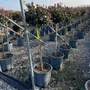 Kép 1/2 - Örökzöld korallberkenye   PHOTINIA FRASERI LITTLE RED ROBIN T1/2 K12