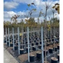 Kép 1/2 - Gömb szivarfa   CATALPA BIGNONIOIDES NANA T200 6/8 K18