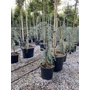 Kép 1/2 - Kék csüngő atlasz cédrus CEDRUS ATLANTICA GLAUCA PENDULA 125/150 K18