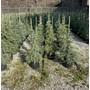 Kép 1/2 - Himalájai cédrus   CEDRUS DEODARA 80/100 K10