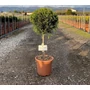 Kép 1/2 - Arany lombú leyland ciprus CUPRESSOCYPARIS LEYLANDII CASTLEWELLAN GOLD T1/4 K9