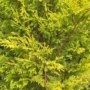 Kép 2/2 - Arany lombú leyland ciprus