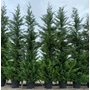 Kép 1/2 - Leyland ciprus   CUPRESSOCYPARIS LEYLANDII 300/350 K55