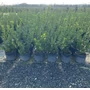 Kép 1/2 - Japán kecskerágó   EUONYMUS JAPONICUS 40/+ K5