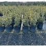 Kép 1/2 - Japán kecskerágó   EUONYMUS JAPONICUS BRAVO K5