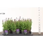 Kép 1/2 - Ligeti zsálya SALVIA NEMOROSA SENSATION CS17