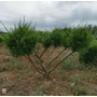Kép 1/2 - Terülő boróka JUNIPERUS MEDIA MINT JULEP EXTRA BONSAI 80/100*