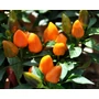 Kép 1/2 - Díszpaprika CAPSICUM ANNUUM SALSA CS12