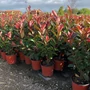 Kép 1/2 - Örökzöld korallberkenye   PHOTINIA FRASERI RED ROBIN 20/40 K3